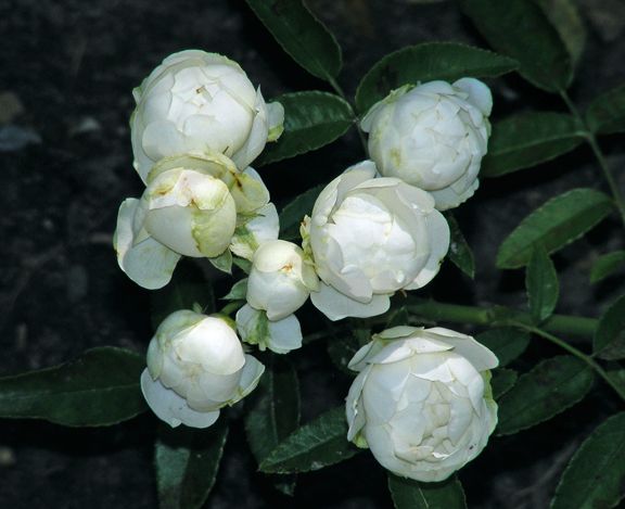 Blanche Neige photo bn2013_07180017_zps852a6867.jpg